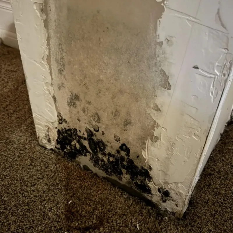 Professional Mold Removal in Sunnyside, WA